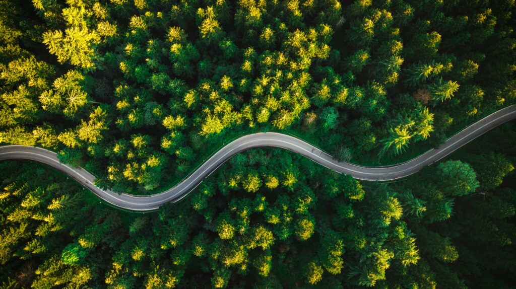 Road traversing a green forest